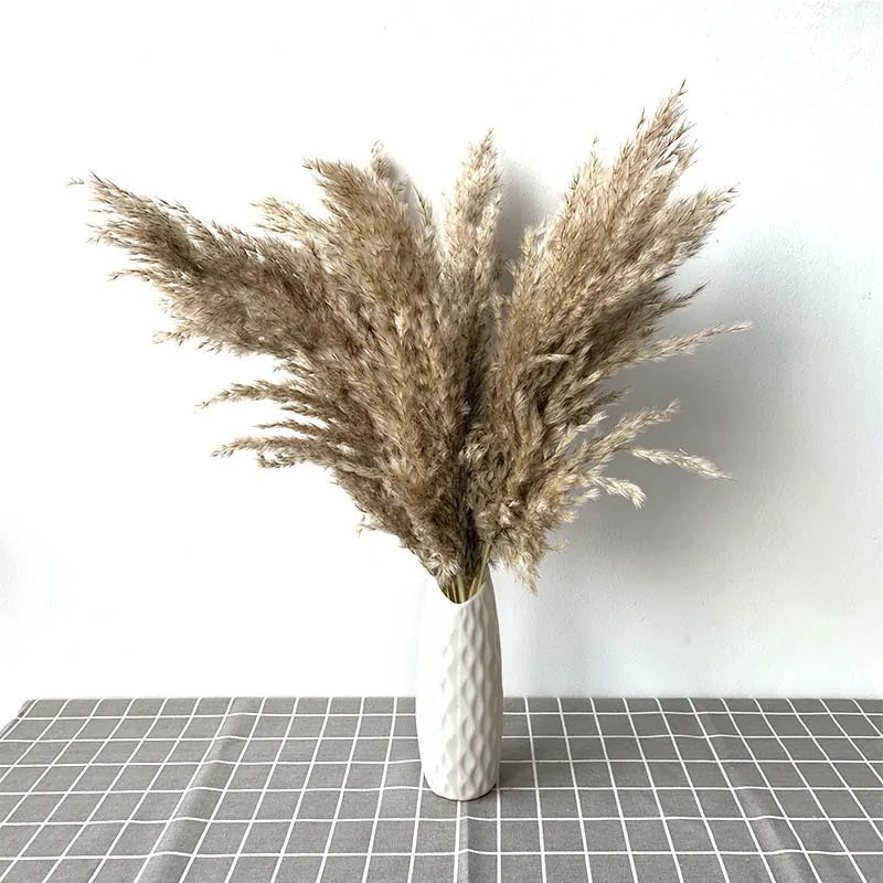 Dried Pampas Grass Home Decor Plant